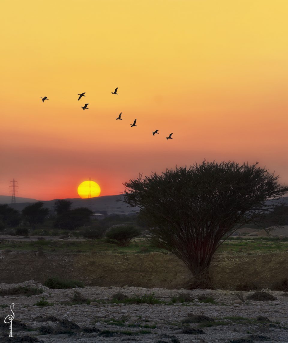 Qeshm Island